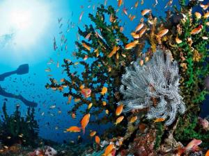 Spot Snorkeling di Indonesia dengan Pemandangan Indah