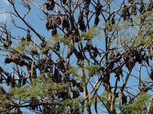 Liburan di Kota Kelelawar Soppeng nan Unik