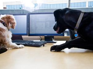 Anjing Cerdas Ini mampu membantu pekerjaan kantor