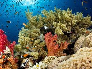 Terpukau dengan Wakatobi